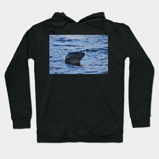 Seal Hoodie by MarieDarcy